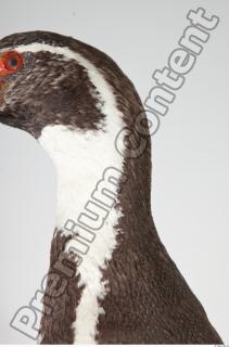 Penguin neck photo reference 0003